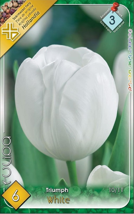 Tulipa Triumph White fehér virágú Triumph tulipán