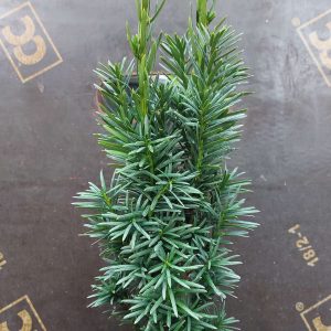 Taxus baccata  – oszlopos tiszafa 30 cm