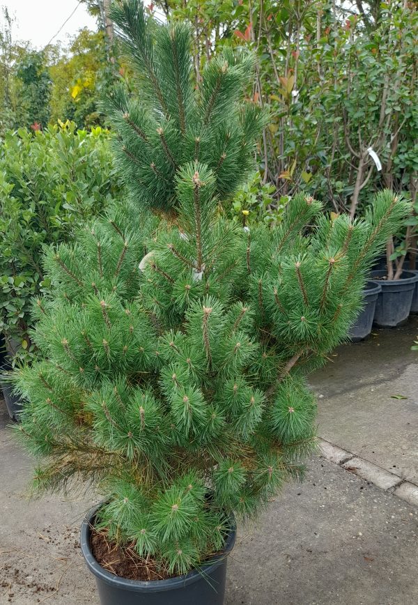 Pinus sylvestris - erdei fenyő