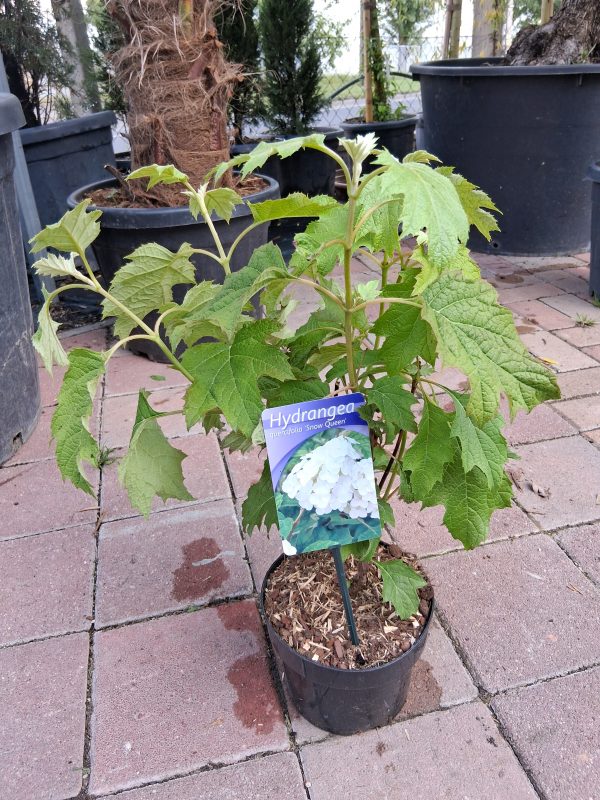 Hydrangea quercifolia 'Snow Queen' - Tölgylevelű hortenzia - Image 2