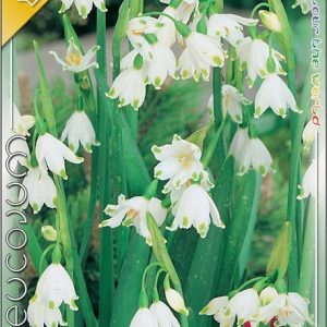 Leucojum aestivum Gravetye Giant fehér virágú nyári tőzike