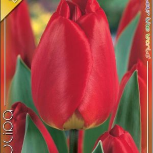 Tulipa Apeldoorn piros Darwin Hybrid tulipán