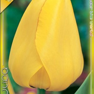 Tulipa Golden Apeldoorn aranysárga tulipán