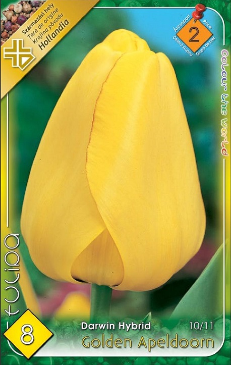 Tulipa Golden Apeldoorn aranysárga tulipán