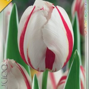 Tulipa Happy Generation fehér-piros Triumph tulipán
