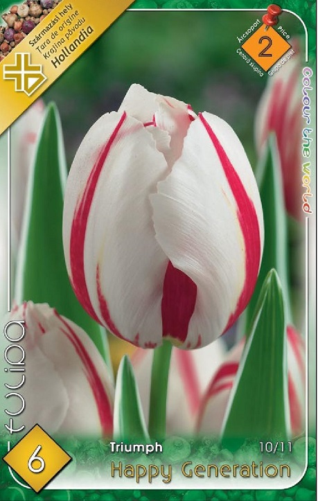 Tulipa Happy Generation fehér-piros Triumph tulipán