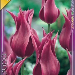 Tulipa Maytime – Rózsaszín liliomvirágú tulipán