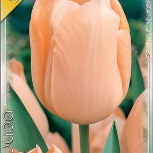 Tulipa Apricot Beauty barackos-rózsaszín korai tulipán