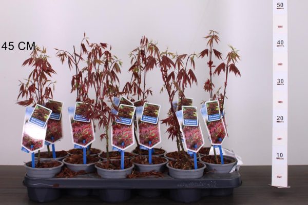 Acer palmatum 'Atropurpureum' - Vöröslevelű japán juhar