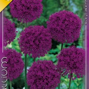 Allium aflatunense – Iráni díszhagyma