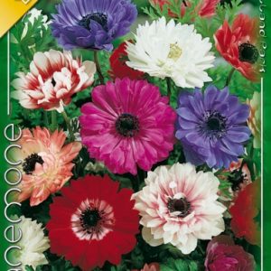 Anemone St. Brigid mixed - Szellőrózsa teltvirágú színkeverék