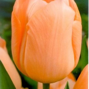Tulipa Apricot Beauty / Egyszerű virágú korai tulipán
