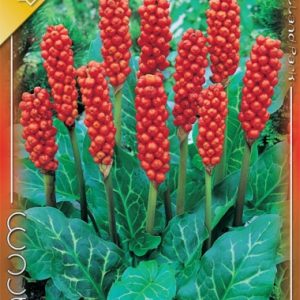 Arum Italicum - Olasz kontyvirág