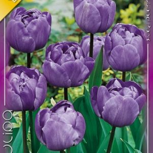 Tulipa Blue Diamond / Teltvirágú késői tulipán