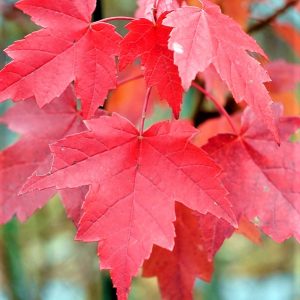Acer rubrum 'Brandywine' - Lilásvörös őszi lombszínű vörös juhar