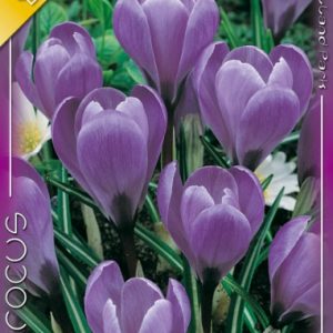 Crocus vernus Flower Record - Nagyvirágú kerti krókusz