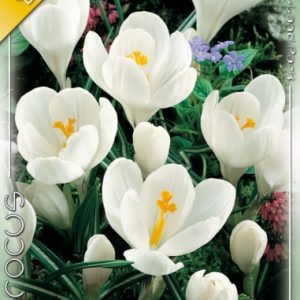 Crocus vernus Jeanne d’Arc - Nagyvirágú kerti krókusz
