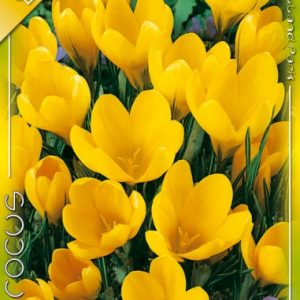 Crocus vernus Large Yellow - Nagyvirágú kerti krókusz