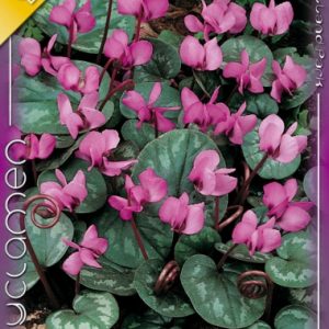 Cyclamen Coum / Kereklevelű ciklámen