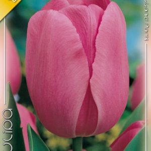 Tulipa Don Quichotte / Tulipán Don Quichotte