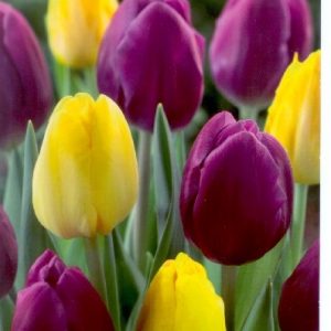 Tulipa Duo Purple & Yellow / Tulipán Duó lila-sárga