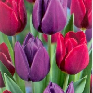 Tulipa Duo Red & Purple / Tulipán Duó piros-lila