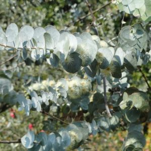 Eucalyptus pulverulenta - Kék lombú eukaliptusz