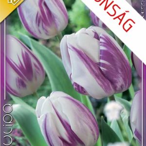 Tulipa Flaming Flag / Egyszerű virágú korai tulipán