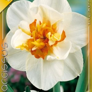 Narcissus Flower Drift / Nárcisz Flower Drift