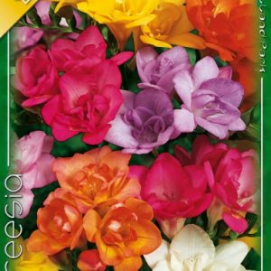 Freesia Double Mixed / Frézia teltvirágú színkeverék