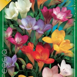 Freesia Single Mixed / Frézia egyszerű virágú színkeverék