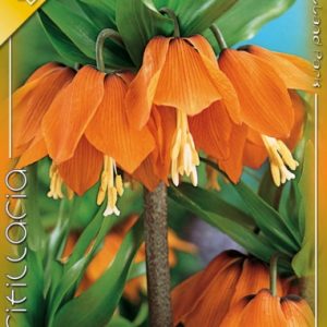 Fritillaria imperialis Aurora / Császárkorona narancs