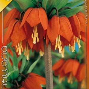 Fritillaria imperialis Rubra / Császárkorona piros