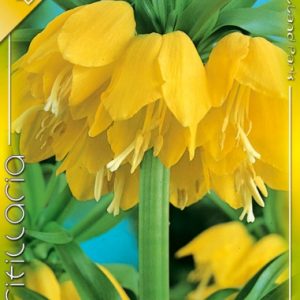 Fritillaria imperialis Maxima Lutea / Császárkorona sárga