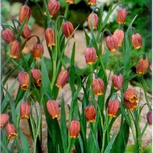 Fritillaria uva-vulpis - Kockásliliom