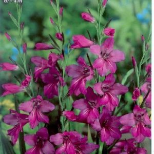Gladiolus communis ssp. byzantinus - Bizánci kardvirág
