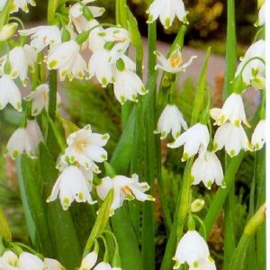 Leucojum aestivum Gravetye Giant
