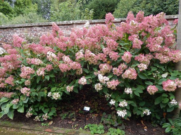 Hydrangea paniculata 'Phantom' – Bugás hortenzia - Image 3