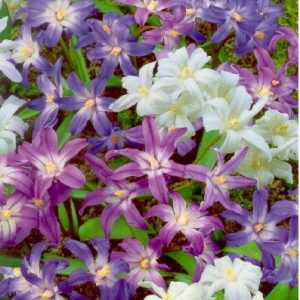 Chionodoxa mixed / Hófény színkeverék