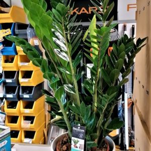 Legénypálma (Zamioculcas) 80-85 cm