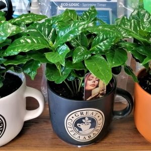 Kávécserje nagy kerámia bögrében