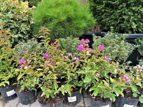 Kínai selyemmirtusz (Lagerstroemia indica 'Red Imperator') - Image 3