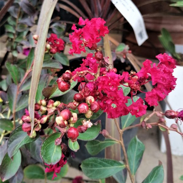 Kínai selyemmirtusz (Lagerstroemia indica 'Red Imperator')