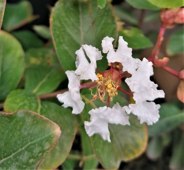 Kínai selyemmirtusz (Lagerstroemia indica 'Petite Snow')