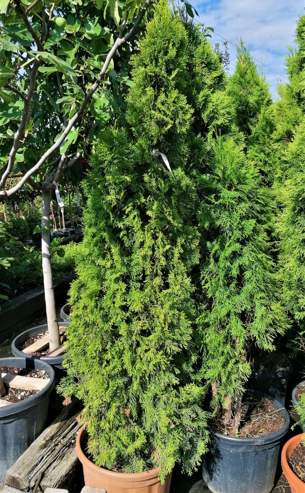 SMARAGD TUJA / THUJA OCCIDENTALIS 'SMARAGD' - Image 2