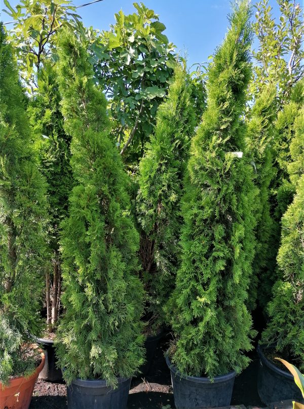 SMARAGD TUJA / THUJA OCCIDENTALIS 'SMARAGD' - Image 3