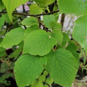 Tilia americana 'Nova' - Amerikai hárs