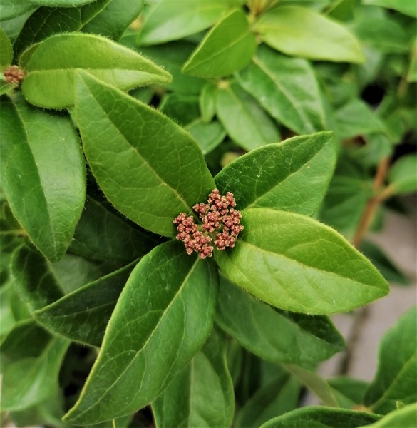 Viburnum tinus ‘Eve Price’ - Örökzöld bangita - Image 5