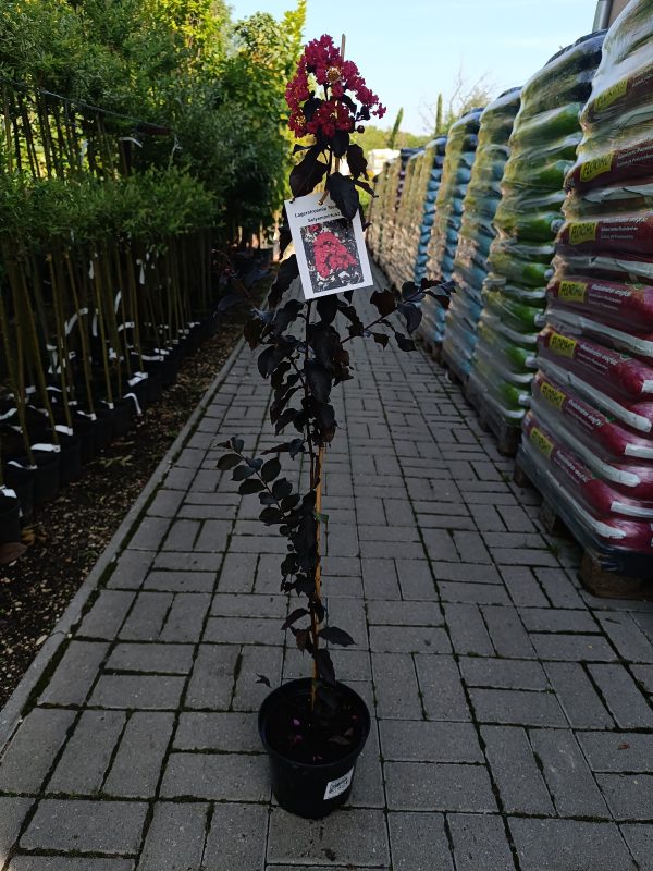 Kínai selyemmirtusz (Lagerstroemia  Best Red )