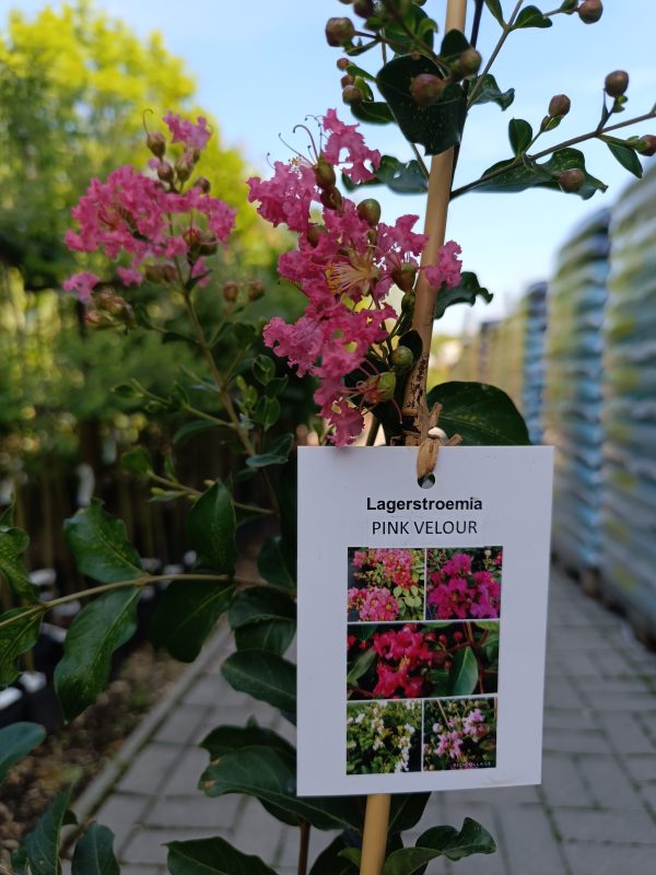 Kínai selyemmirtusz (Lagerstroemia Pink Velour)